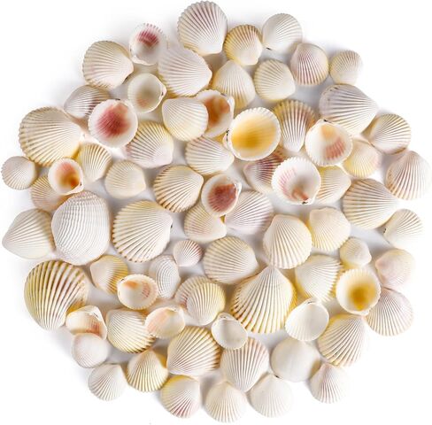 PPCLION 80 PCS 0.8-1.8 Inch Natural Scallop Shells Sea Shells for DIY Craft Home Décor in Saudi Arabia
