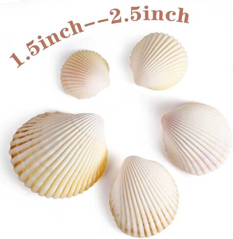 PPCLION 80 PCS 0.8-1.8 Inch Natural Scallop Shells Sea Shells for DIY Craft Home Décor in Saudi Arabia