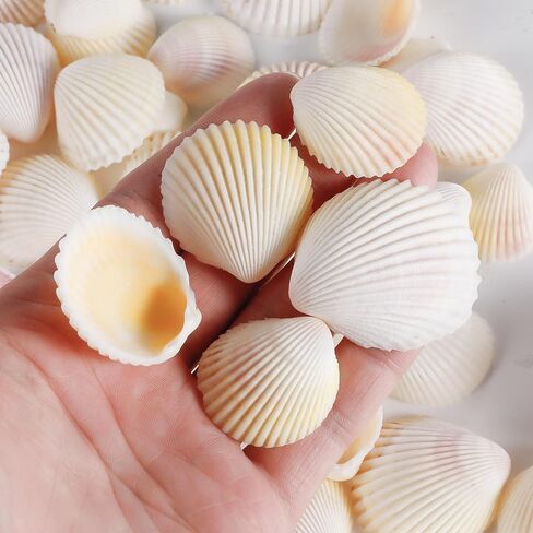 PPCLION 80 PCS 0.8-1.8 Inch Natural Scallop Shells Sea Shells for DIY Craft Home Décor in Saudi Arabia