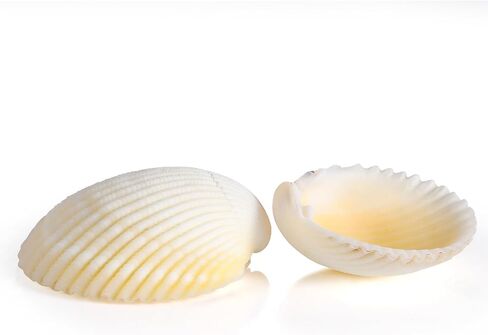 PPCLION 80 PCS 0.8-1.8 Inch Natural Scallop Shells Sea Shells for DIY Craft Home Décor in Saudi Arabia