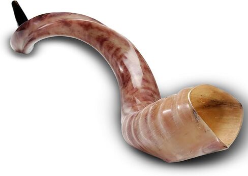 Yemenite Shofar Kosher and Polish - 40" To 43" in Saudi Arabia