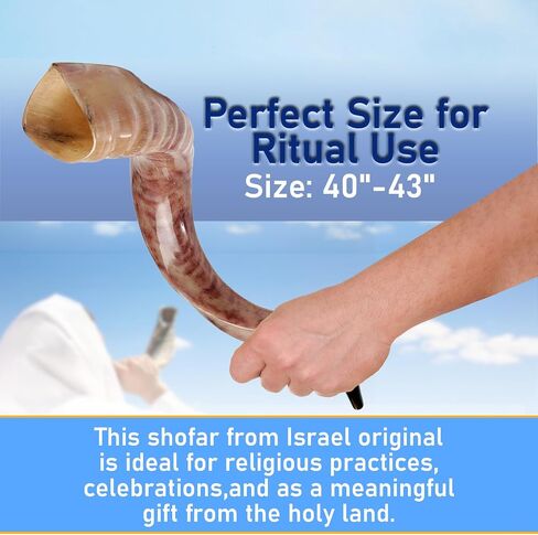 Yemenite Shofar Kosher and Polish - 40" To 43" in Saudi Arabia