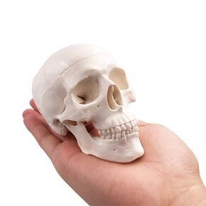 Us White Mini Skull Model,Small Size Adult Head Bone, Human Medical Anatomical Head Bone for Education