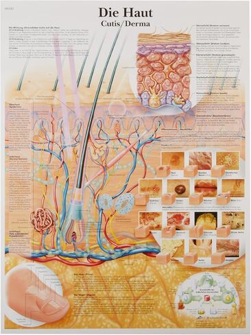 3B Scientific VR1283UU Glossy Paper The Skin Anatomical Chart, Poster Size 20" Width x 26" Height in Saudi Arabia