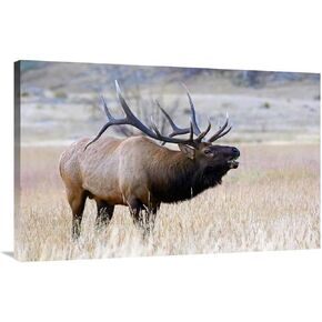 40 بوصة. طباعة فنية للرقبة الطويلة - فيك شندل in Kuwait