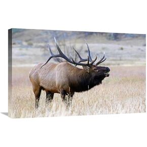 30 بوصة. طباعة فنية للرقبة الطويلة - فيك شندل in Kuwait