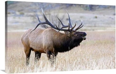 40 بوصة. طباعة فنية للرقبة الطويلة - فيك شندل in Kuwait