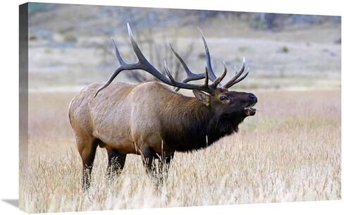 30 بوصة. طباعة فنية للرقبة الطويلة - فيك شندل in Kuwait