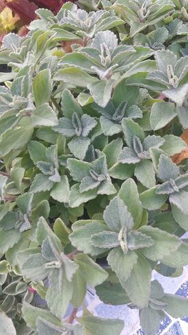 Plectranthus Neochilus - فريق Mike’s Fuzzy Wuzzy سويدي Ivy Spur Flower FG ذو اللون الأخضر الصلب in Saudi Arabia