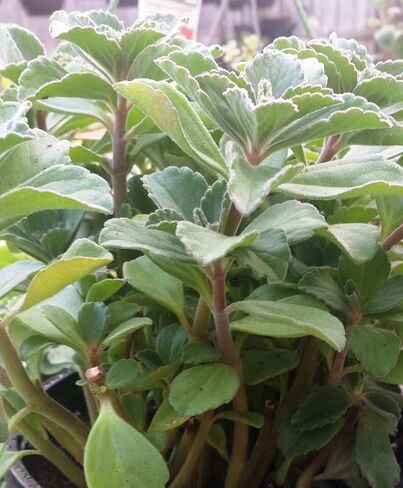 Plectranthus Neochilus - فريق Mike’s Fuzzy Wuzzy سويدي Ivy Spur Flower FG ذو اللون الأخضر الصلب in Saudi Arabia