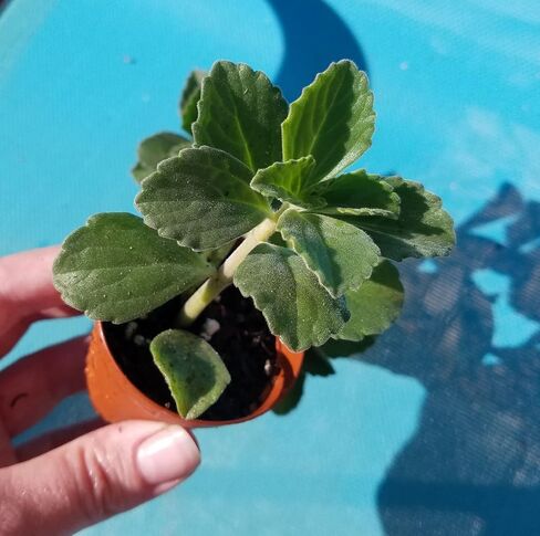 Plectranthus Neochilus - فريق Mike’s Fuzzy Wuzzy سويدي Ivy Spur Flower FG ذو اللون الأخضر الصلب in Saudi Arabia
