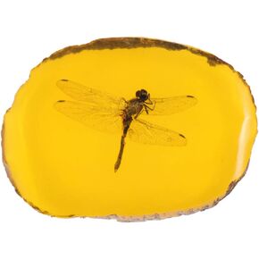 Amber Insect,Artificial Amber Insect Specimen Pendant Butterfly Scorpions Insects Amber Stone Ornament for Collection(Dragonfly)