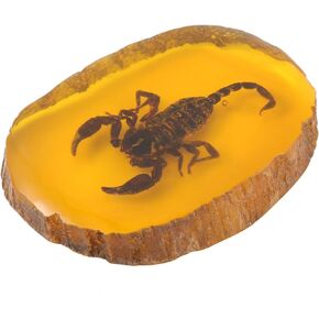 Amber with Insects Samples Stones Crystal Specimens Home Decorations Collection Pendant Scorpion