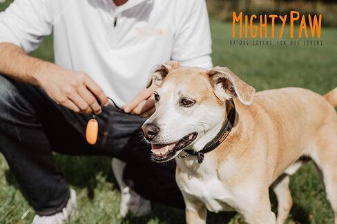 أداة النقر لتدريب الكلاب مايتي باو - أداة أساسية لتدريب الحيوانات الأليفة مع خيارين للمرفقات - مشبك حزام قابل للسحب - أزرار تواصل للكلاب - إيقاف عض الكلاب - حبل معصم - تدريب الحيوانات الأليفة على النقر in Kuwait