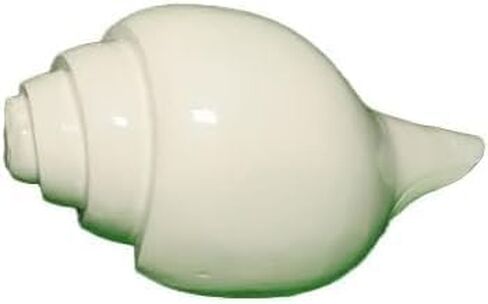 Shankh (Small Size) for Puja | Premium White Shell with Loud Echo Sound | Blowing Natural Shell Brings Positive Energy at Home 4 inch White in Saudi Arabia