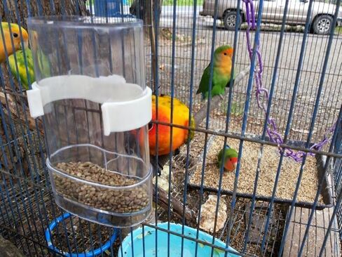 Hypeety Bird Feed Water Dispenser 2 PC Pet Feeder and Water Cup 200ml / 7.05 oz Clear Bird Cage Feeder for Finch Parakeet Small Bird (Color Random & Pack of 2) in Saudi Arabia
