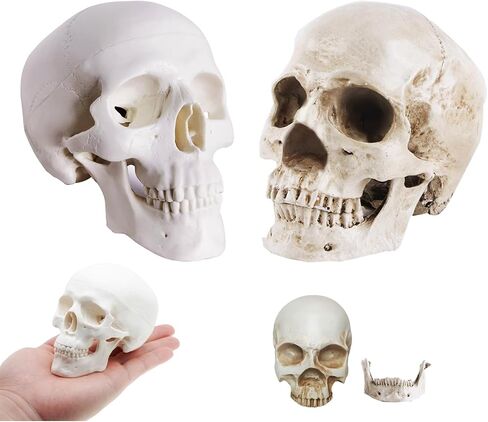 2Pack Human Skulls Head Model,Resin Skulls Decor for Home,Life Size Plastic Skeleton Head, Halloween Statue,Skull Figurine for Decorations Art in Kuwait