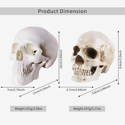 2Pack Human Skulls Head Model,Resin Skulls Decor for Home,Life Size Plastic Skeleton Head, Halloween Statue,Skull Figurine for Decorations Art in Kuwait