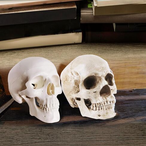 2Pack Human Skulls Head Model,Resin Skulls Decor for Home,Life Size Plastic Skeleton Head, Halloween Statue,Skull Figurine for Decorations Art in Kuwait