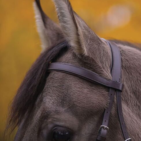 Schneiders Pinnacle Padded Bitless Bridle | Ideal for Sensitive Horses, Direct Rein & Nose Pressure, Premium European Leather, Stainless Steel Hardware | in Saudi Arabia