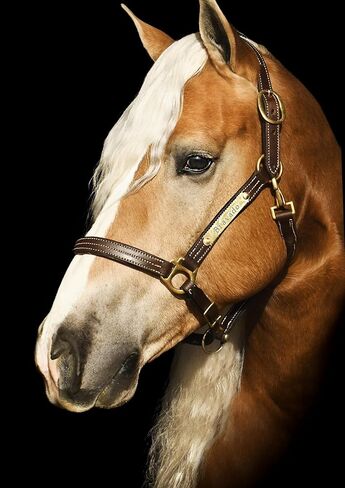 Leaders Padded Leather Halter for Horses with Customized Engraved Name Plate Option Halter for Horse in Saudi Arabia