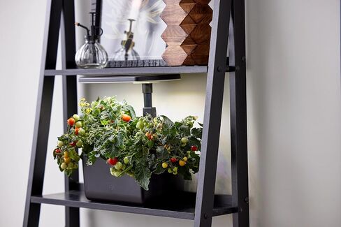 حصاد AeroGarden مع مجموعة بذور الأعشاب الذواقة - حديقة داخلية مائية، أسود in Saudi Arabia