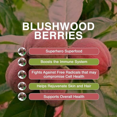 Aussie Pure Blushwood Berry EBC-46 صبغة دعم المناعة والخلايا ذات القوة القصوى - مستخلص الفاكهة والبذور - تركيبة جلسرين لطيفة وفموية وموضعية خالية من الكحول - جميع الأعمار - زجاجة واحدة 120 مل in Kuwait