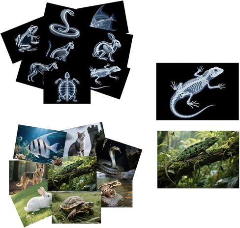 16 Dinosaur Animal X-ray Set, Educational Science Set for Kids, Lightstand Accessories to Explore Skeletal Structure, Light and Shadow Zones. in Saudi Arabia