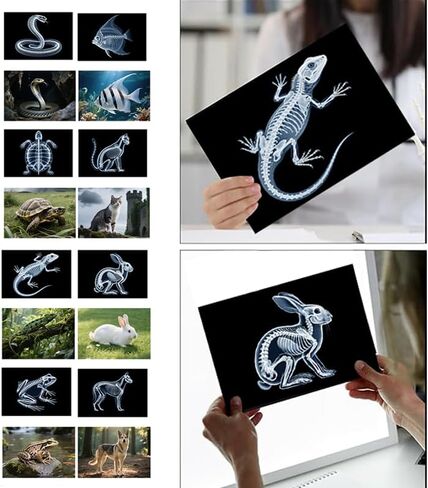 16 Dinosaur Animal X-ray Set, Educational Science Set for Kids, Lightstand Accessories to Explore Skeletal Structure, Light and Shadow Zones. in Saudi Arabia