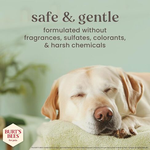 Burt’s Bees for Pets Itch Spray with Manuka Honey and Chamomile for Dogs - Naturally Derived Ingredients, Formulated Without Artificial Fragrances, Sulfates, Colorants, 10 Fl Oz in Saudi Arabia