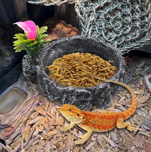 Reptile Water Dish Food Bowl,Corner Rock Terrarium Feeding Bowl Hermit Crab Water,Reptile Feeder Food and Water Dish,Tortoise, Lizard, Gecko, Chameleon, Bearded Dragon in Saudi Arabia