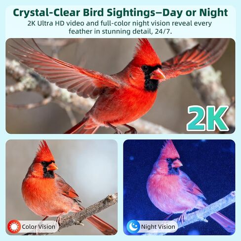 تغذية الطيور الذكية مع الكاميرا بالطاقة الشمسية التعرف على 10،000+ Bird 2K UHD Video Live Fruct Arrival تنبيهات واكتشاف الحركة في الوقت الفعلي للعشاق لعشاق الطيور في الهواء الطلق in Kuwait