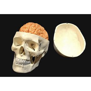 Wellden Product Medical Anatomical Human Skull Model,3-Part, w/Brain, 8-Part, Life Size