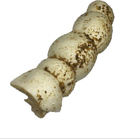 123 Treats Thick Beef Cheek Retriever Roll Chews for Dogs (10-12" - (6 Count) with Bully Dust) in Saudi Arabia
