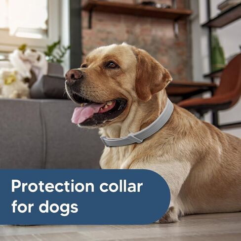 Collar for Cats, Collar Adjustable for Cat, Pack of 1 in Saudi Arabia