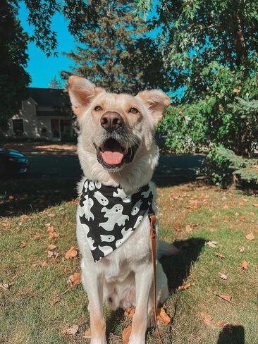 Halloween Dog Bandanas 2 Pack, Ghost Vampire Tooth Black and White Print, Reversible Triangle Pet Scarf, Premium Durable Fabric, Adjustable Fit in Saudi Arabia