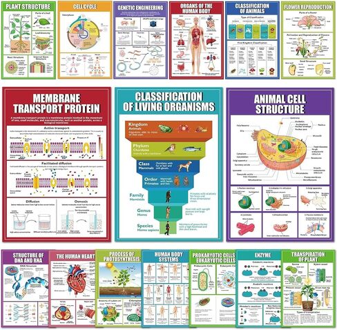 EggSun 16 Pcs Math Posters for Classroom Decorations, 11 x 16in Math Multiplication Charts for Teachers Kindergarten Elementary School Supplies Education Classroom Bulletin Board Wall Decor in Kuwait