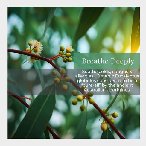 حرير الطريق العضوي الهيليتشريسوم مائلات الزيت العطري ، 100 ٪ نقية النقية العطرية المعتمدة لحيوية الجلد ومكافحة الشيخوخة - 1 أونصة رذاذ - دائما نقية ، عضوية دائما in Kuwait