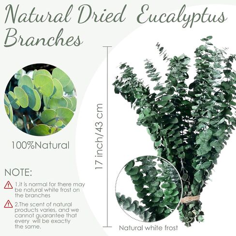 230 PCS DRIED EUCALYPTUS تنبع مع حزمة زهور الخزامى للاستحمام 17 '' NARTAL REAL HALING LIVE EUCALYPTUS LEACHS FRUMSES for Wedding Decor in Saudi Arabia