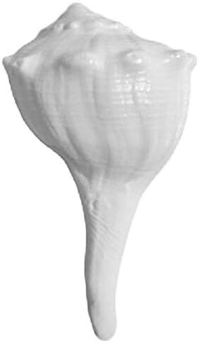 IS4A Dakshinavarti Non-Blowable & White 2-2.5 Inches Approx Length Free Laxmi yantra Kavach Symbol of Goddess Lakshmi who is the Goddess of Wealth in Saudi Arabia