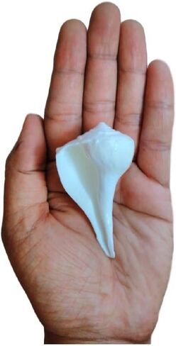 IS4A Dakshinavarti Non-Blowable & White 2-2.5 Inches Approx Length Free Laxmi yantra Kavach Symbol of Goddess Lakshmi who is the Goddess of Wealth in Saudi Arabia