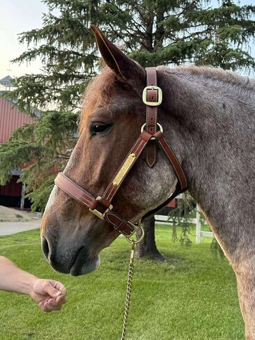 Leaders Leather Halter for True Draft Size, 1.25"" Heavy Duty Draft Halter, Brown in Saudi Arabia