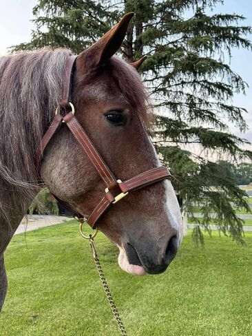 Leaders Leather Halter for True Draft Size, 1.25"" Heavy Duty Draft Halter, Brown in Saudi Arabia