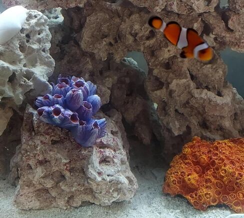 Purple Aquarium Coral Decor Artificial Coral Ornaments Aquarium Coral Decor for Fish Tank (Small Purple 1) in Kuwait