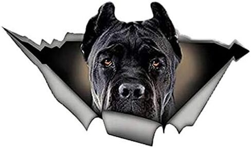 كلب أسود Cane Corso Torn Metal s Pet Dog - رسم ملصق - ملصق مقاوم للطقس ويدوم طويلاً in Saudi Arabia