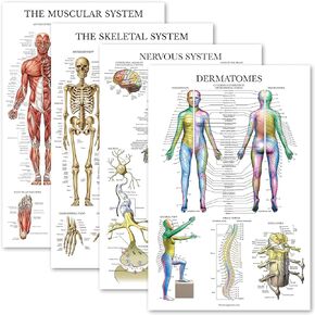 Palace Learning 4 Pack - Anatomical Poster Set - Laminated - Muscular, Skeletal, Nervous System, Dermatomes - Anatomy Chart Set (LAMINATED, 18" x 24")