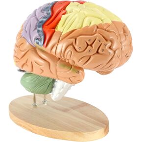Dyna-Living Human Brain Model Anatomy 2X Life Size Human Brain Anatomical Model for Neuroscience with Color-Coded Detachable Brain Model for Science Research Medical Learning or Model Display