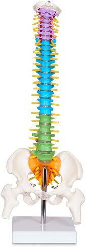 نموذج صغير للعمود الفقري البشري من بريسكي للأطفال، نموذج تشريح العمود الفقري مقاس 17 بوصة مع أعصاب، نموذج فقري مع حامل لطلاب الطب وأطباء العظام وتقويم العمود الفقري in Kuwait