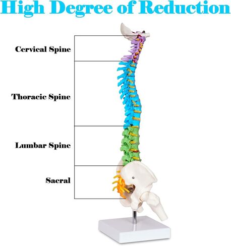 نموذج صغير للعمود الفقري البشري من بريسكي للأطفال، نموذج تشريح العمود الفقري مقاس 17 بوصة مع أعصاب، نموذج فقري مع حامل لطلاب الطب وأطباء العظام وتقويم العمود الفقري in Kuwait