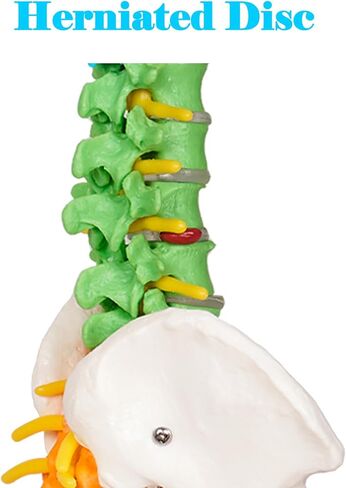 نموذج صغير للعمود الفقري البشري من بريسكي للأطفال، نموذج تشريح العمود الفقري مقاس 17 بوصة مع أعصاب، نموذج فقري مع حامل لطلاب الطب وأطباء العظام وتقويم العمود الفقري in Kuwait
